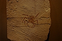 I Fossili di Bolca_41